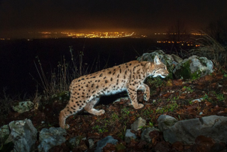 Illustration for article titled Nature's Candids: The Best Wildlife Camera-Trap Photography Of 2014